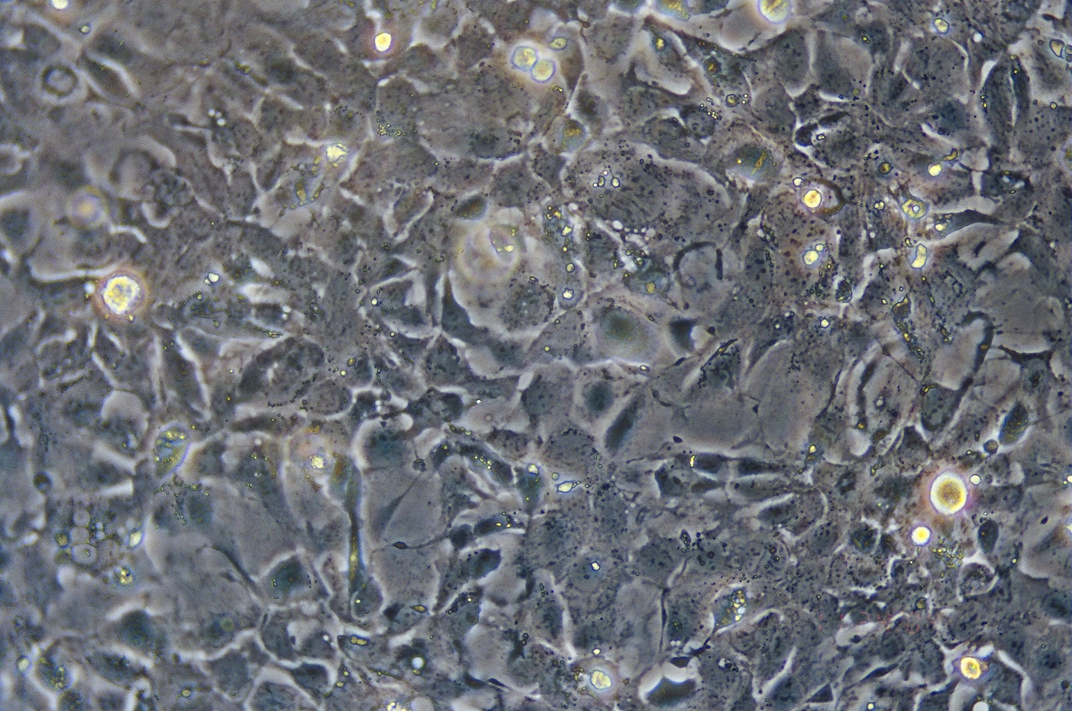 Hep 3B细胞图片
